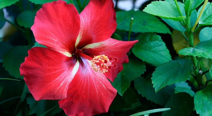 Hibiscus